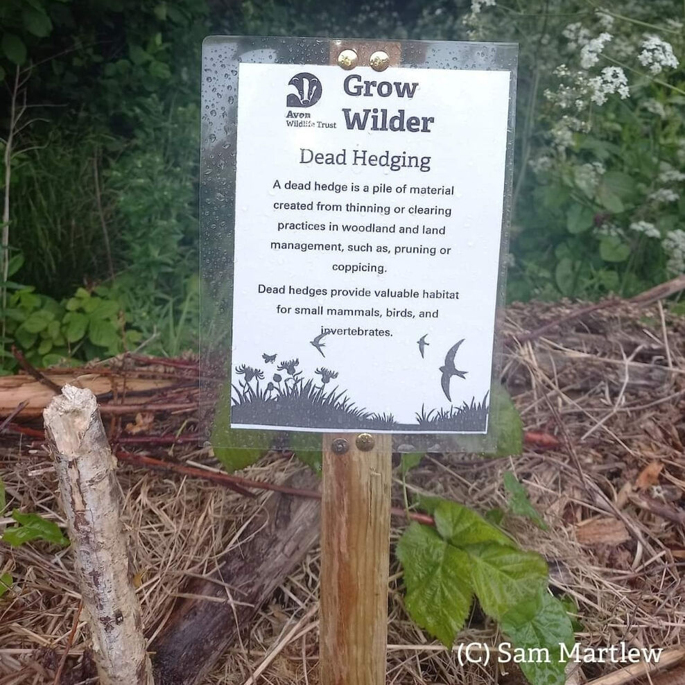 Natural Barriers Team Wilder | Avon Wildlife Trust