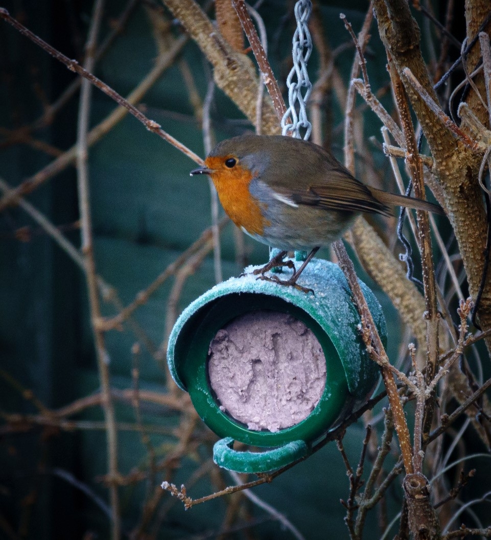 Team Wilder Birds Avon Wildlife Trust