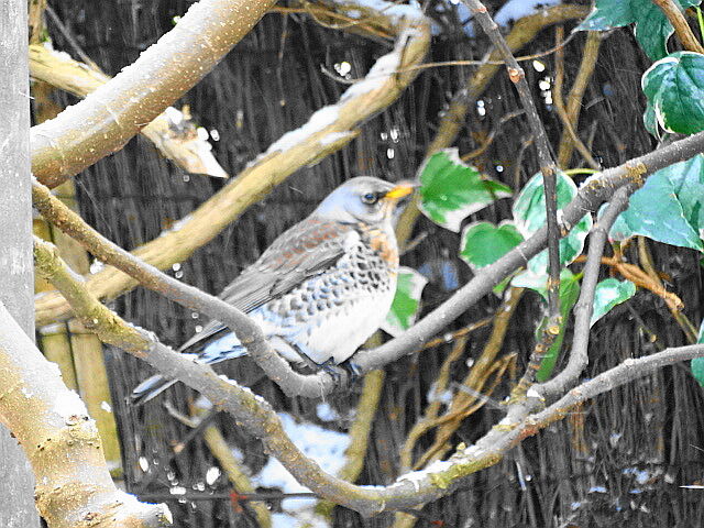 What is a Community Nature Reserve?