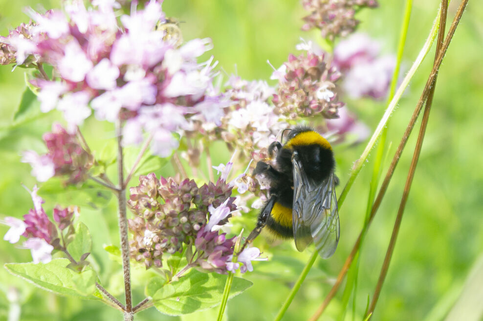 Pollinator Pathways | Avon Wildlife Trust