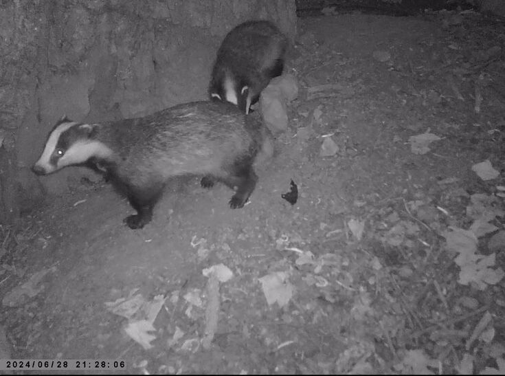 Team Wilder Camera Trapping Resource | Avon Wildlife Trust