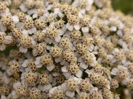 Yarrow