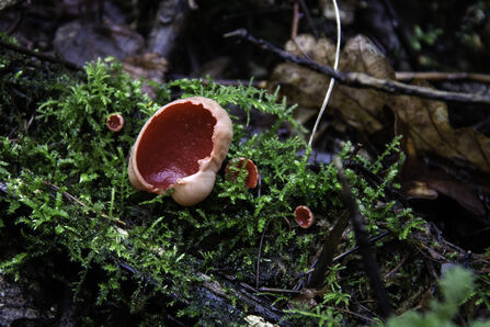 Scarlet Elfcup