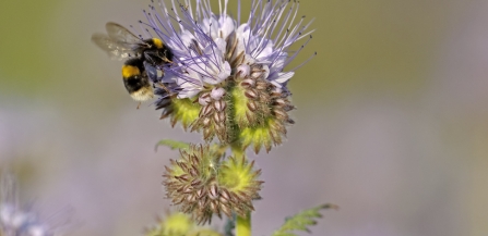 Bee on flower