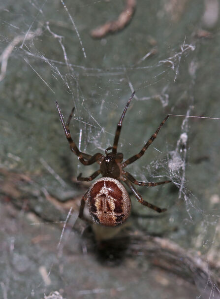 Noble false widow spider