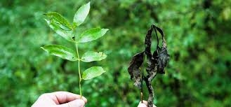 Ash die back leaves