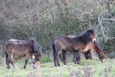 Exmoor ponies grazing
