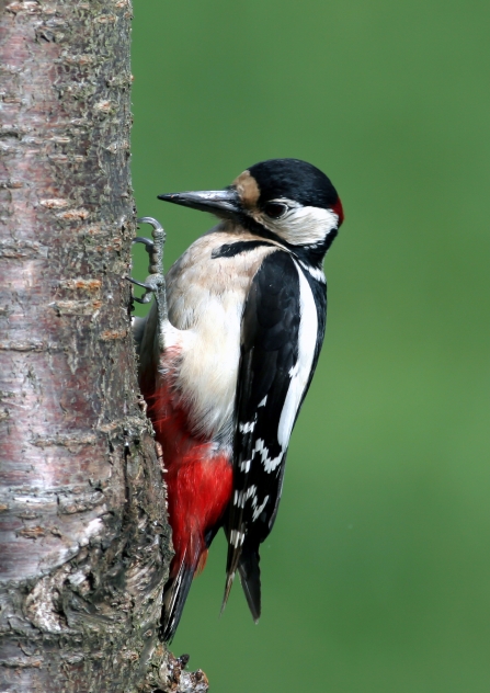 Great spotted woodpecker