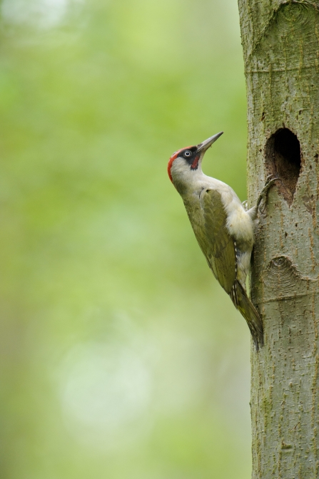 Green woodpecker