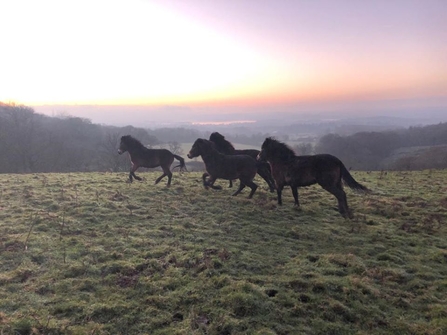 Exmoor ponies