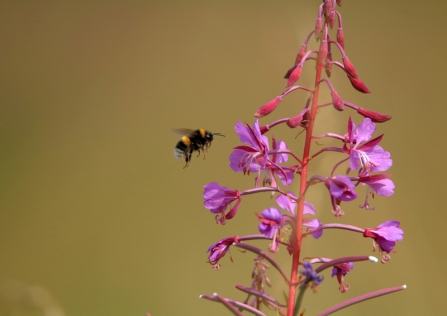 Bee at Frogmore Meadow