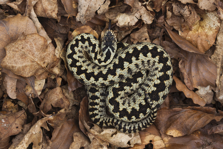 Adder