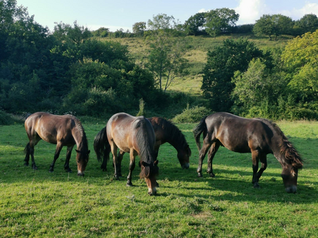 Exmoor ponies at Folly Farm summer 2020