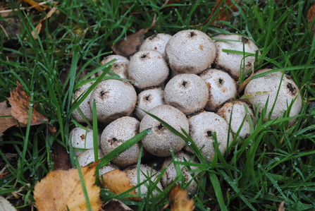 Puffball