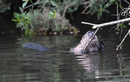 Beaver