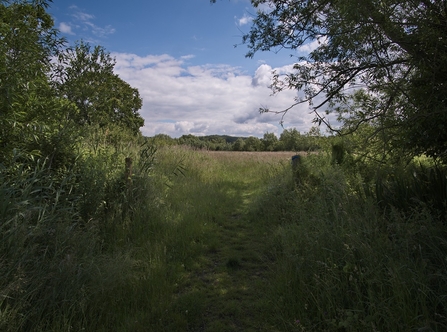 Lawrence Weston Moor