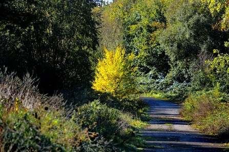 My Wild City - Saltmarsh Drive Open Space