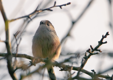 Long tailed tit