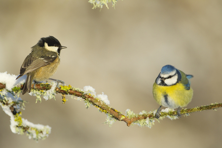 Winter birds