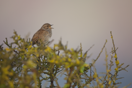 Bird in hedgerow