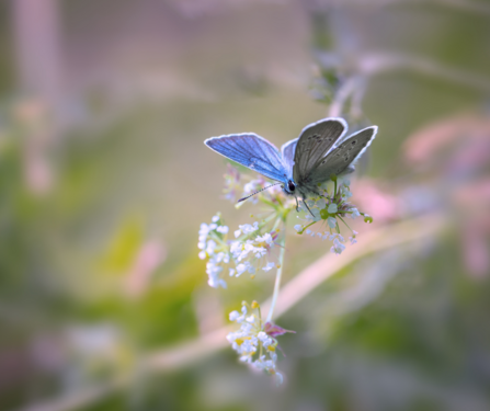 common blue butterfly