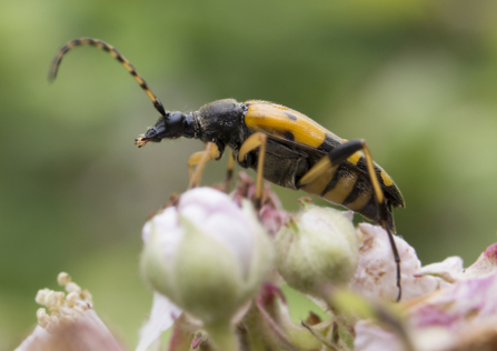 Spotted or black and yellow longhorn beetle