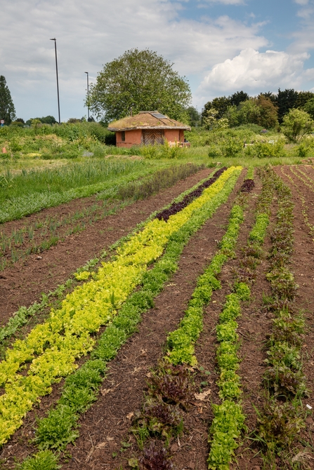 Field and roundhouse at Grow Wilder