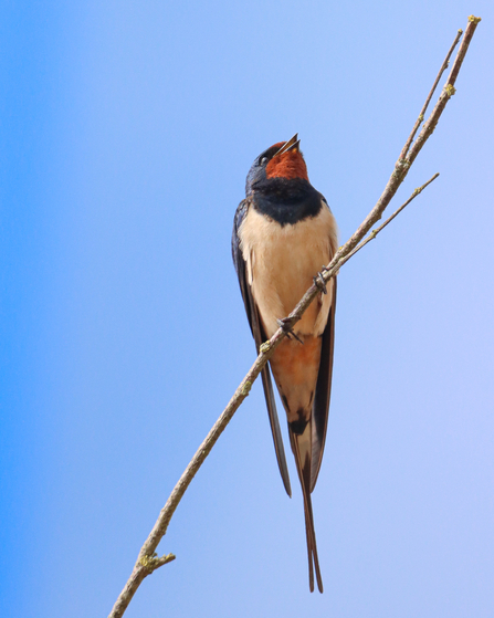 Swallow