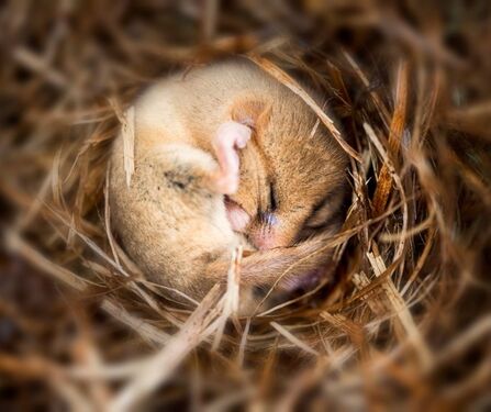 Dormouse
