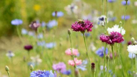 Wildflowers with bee