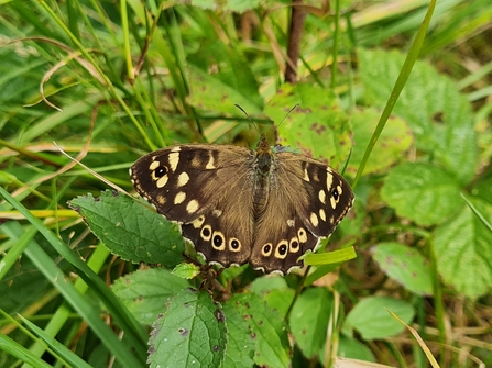 Speckled wood at Clevedon