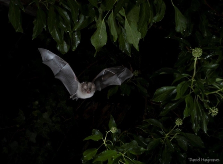 Lesser Horseshoe Bat Daniel Hargreaves
