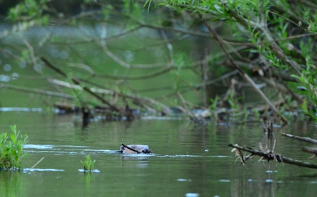 Beaver swimming in waterway dam 