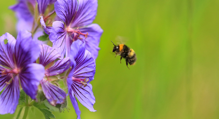 Early bumblebee