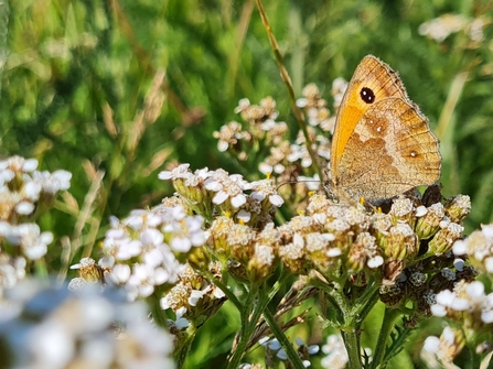 Gatekeeper butterfly, wildflower meadow