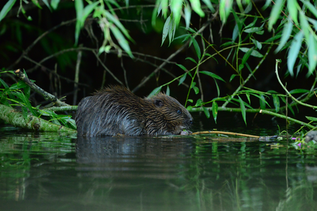 Beaver in water