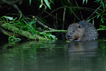 Beaver in water