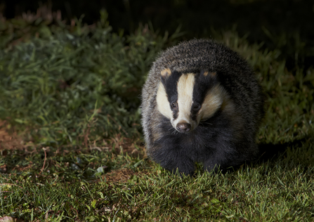 Badger at night