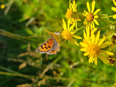 Small copper Jamie Kingscott