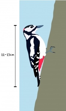 Great spotted woodpecker 