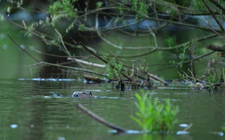 Beaver swimming