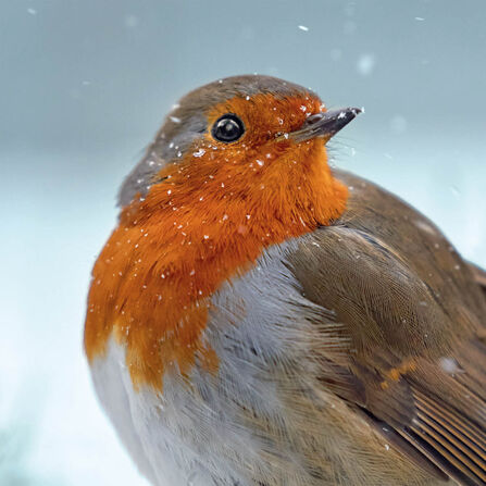 Robin in snow