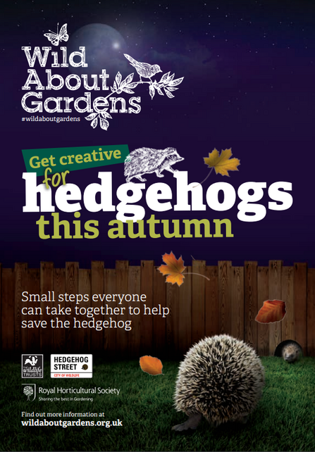 hedgehog booklet