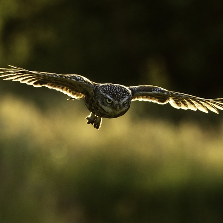 Little owl in flight