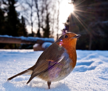 Robin on snowy ground backlit by sun