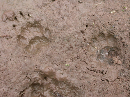 Badger prints (c) Philip Precey