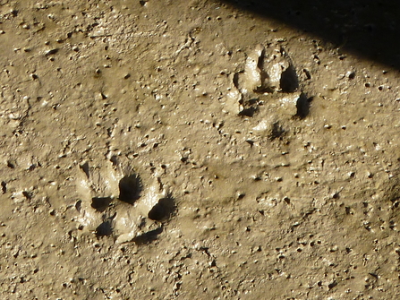 Dog prints (c) Darren Tansley