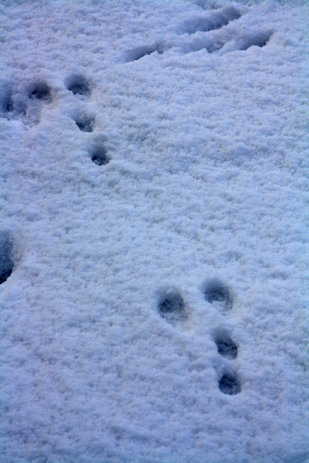 Groups of rabbit tracks (c) Darren Tansley.jpg 