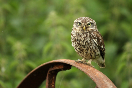 Little owl perching