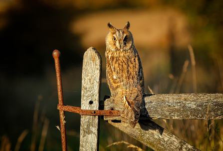 Long-eared owl perching on fence post
